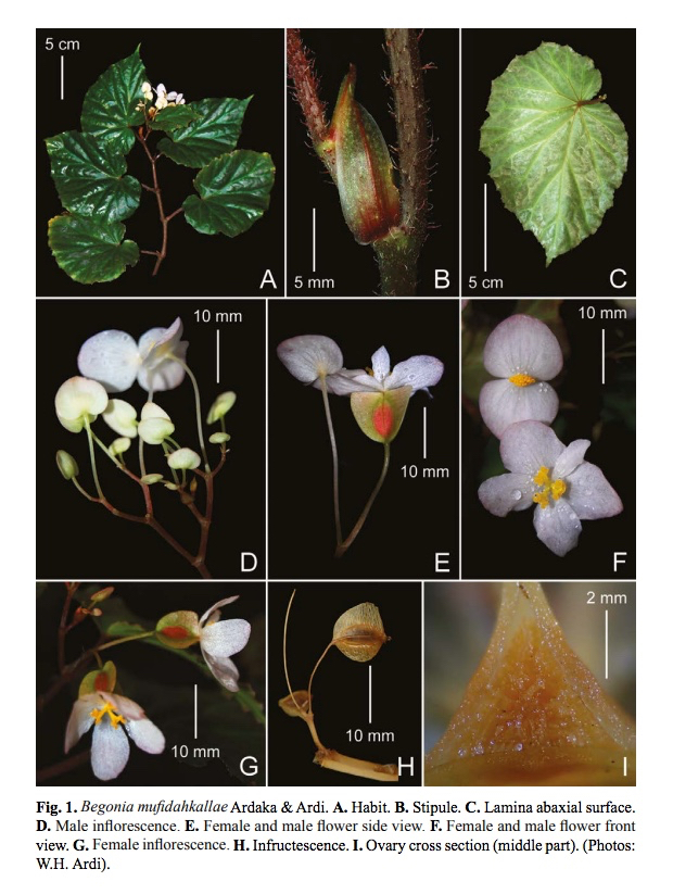 B. mufidahkallae